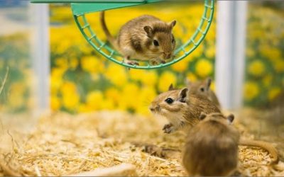 Gerbils