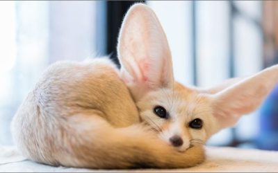 Fennec Foxes