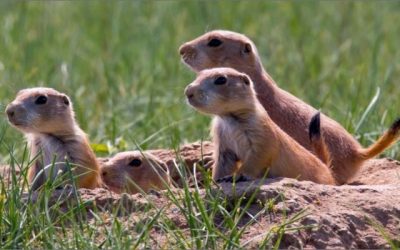 Prairie Dogs