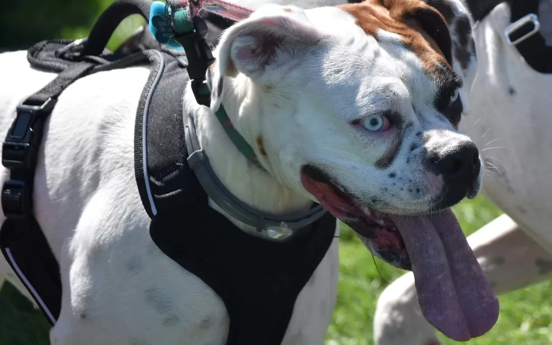 Helping Dogs with Low Vision or Blindness