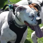 Dog Bite Prevent 3 veterinary hospital Kitchener