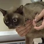Saving Money or Risk to Your Pets?