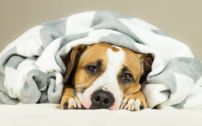 Cold Symptoms in Dogs