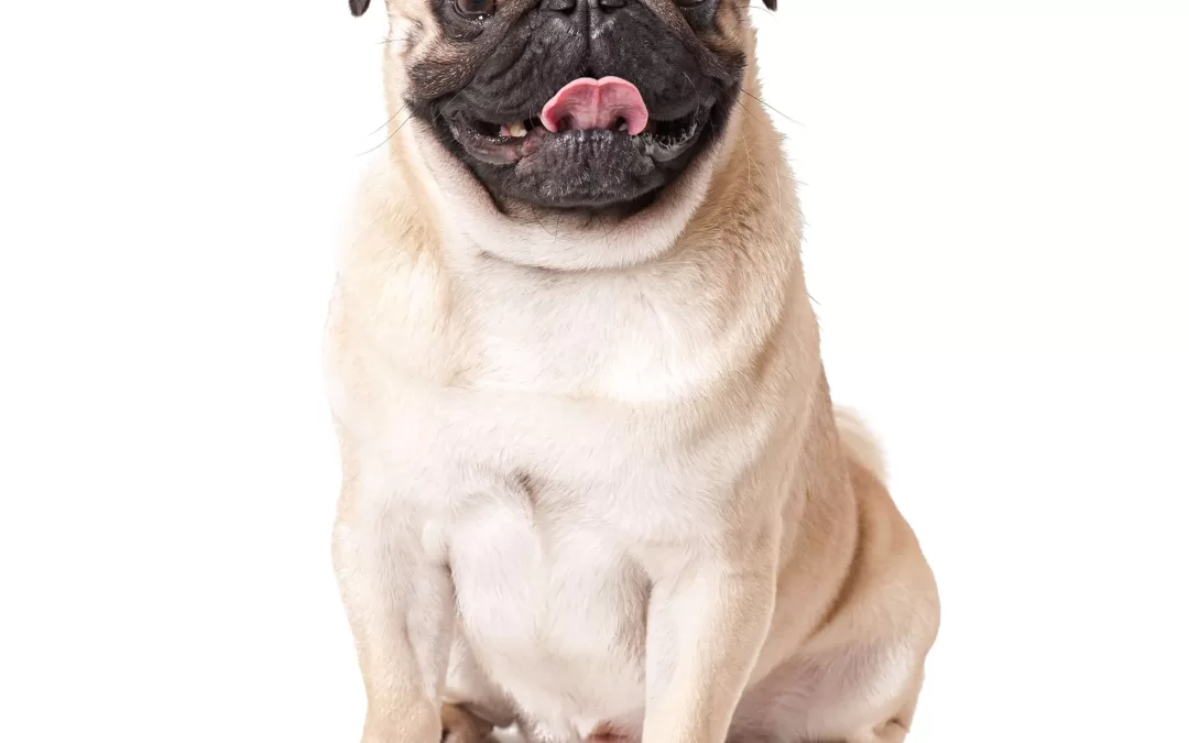 Holiday Hazards for Pets