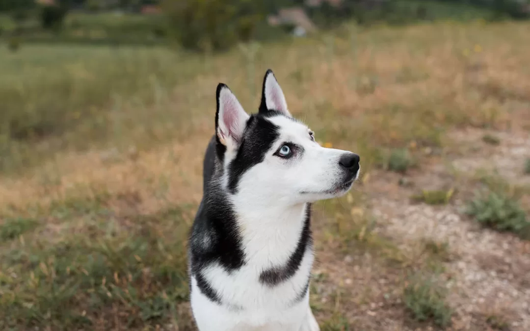 November Newsletter: How arthritis can affect your pet