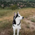 Introducing Your First 2 veterinary hospital Kitchener