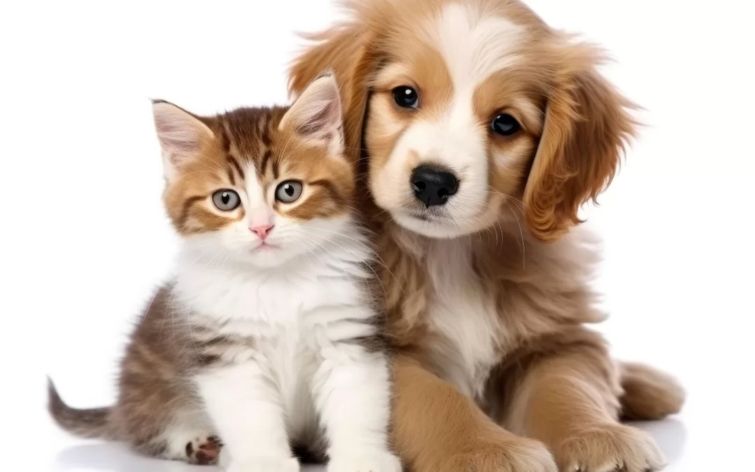 Three Reasons to Always Microchip Your Pets