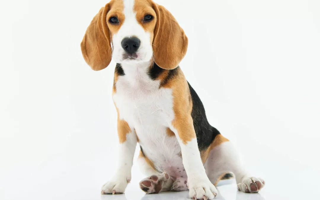 Selecting a Puppy or Older Dog