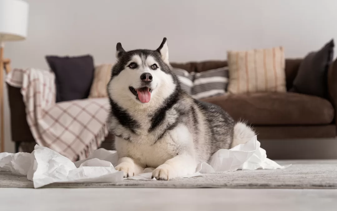 October Newsletter:  The Importance of Daily Dog Walks