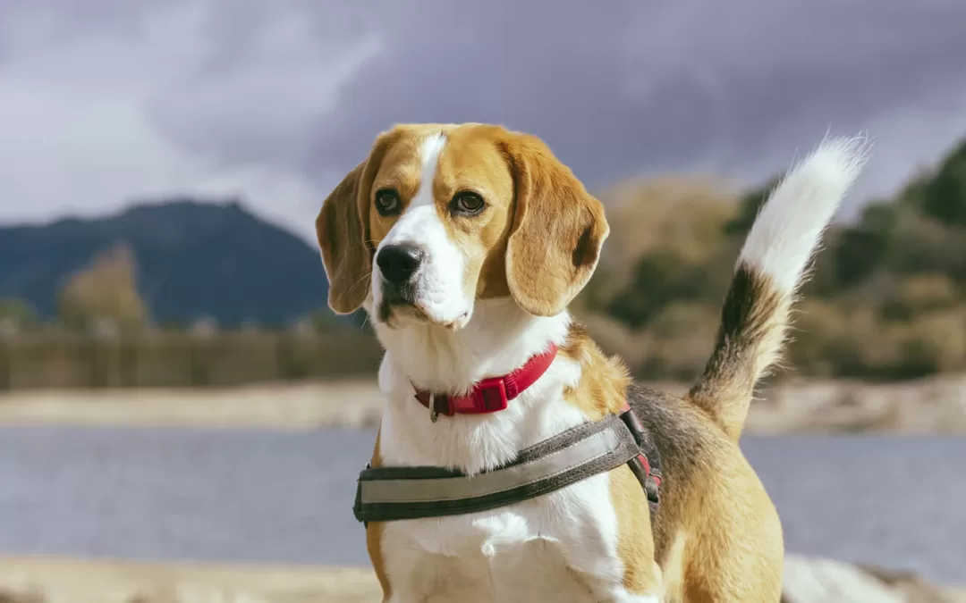 Cold Symptoms in Dogs