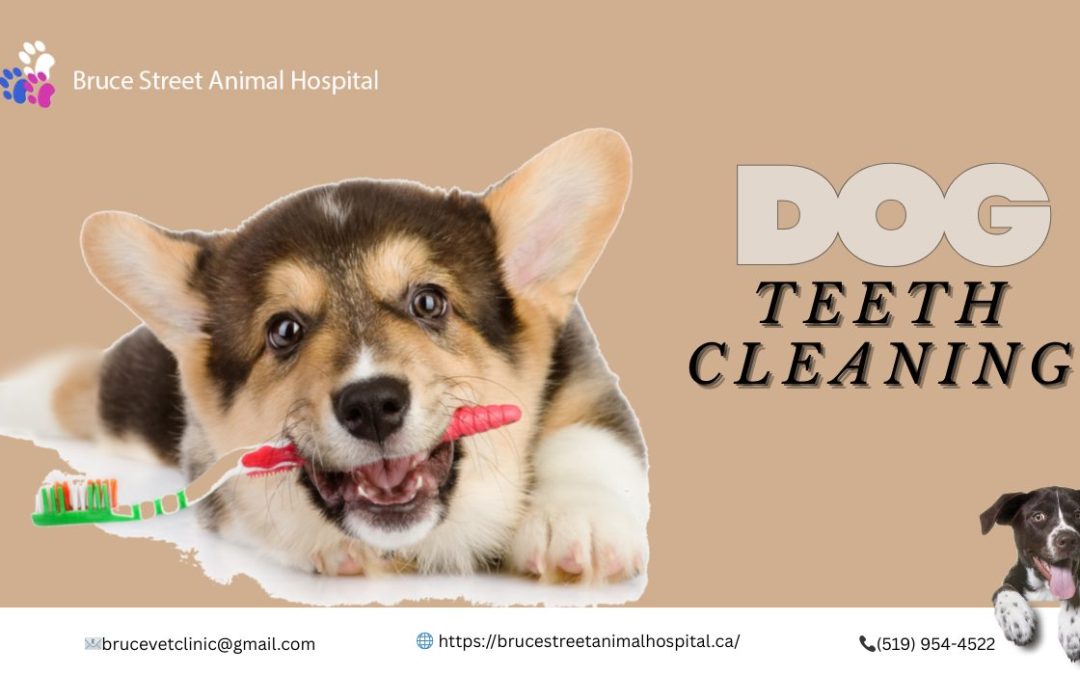 Bruce Street Animal Hospital offers skilled pet dentistry, including dog teeth cleaning, in Kitchener.