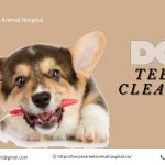 dog-teeth-cleaning