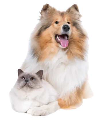 December Newsletter: Pets and the Holidays: What to Know before Feeding Your Pet Table Scraps