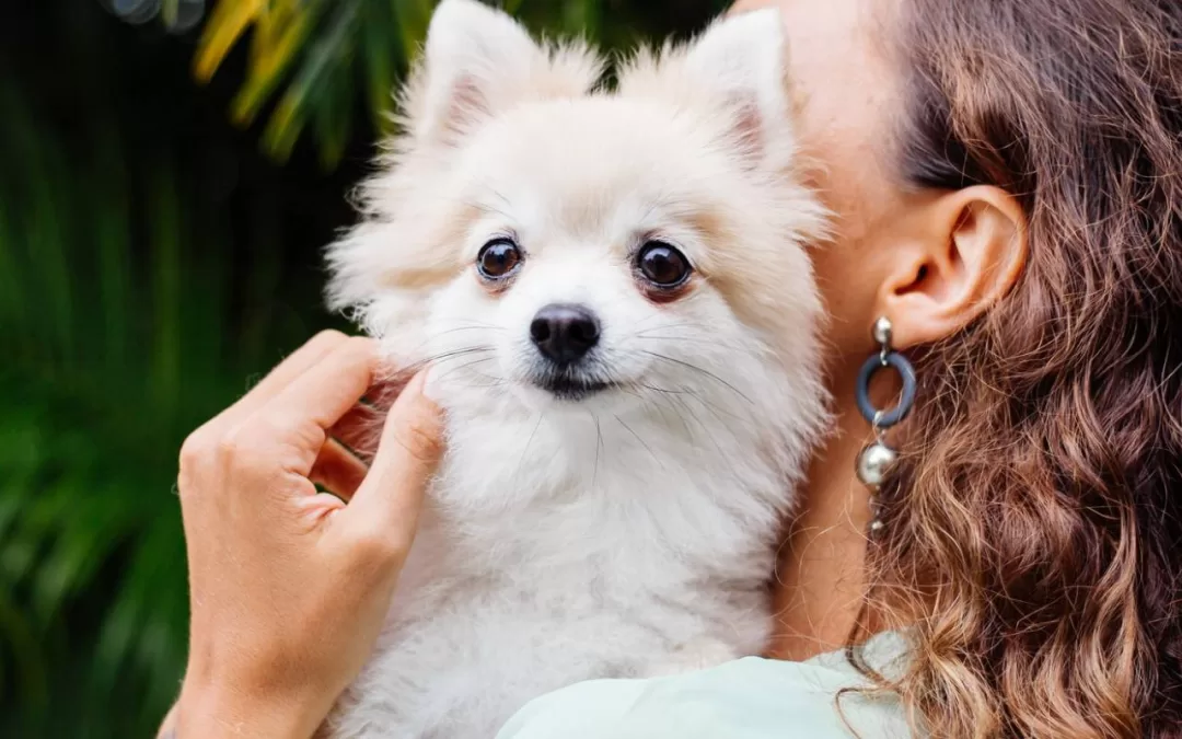 Keeping Pets Cool This Summer