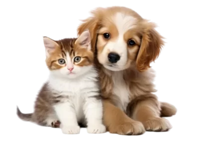 veterinarians Kitchener