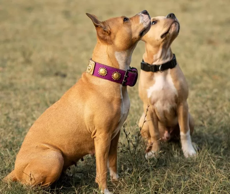 Canine Juvenile Orthopedic Diseases