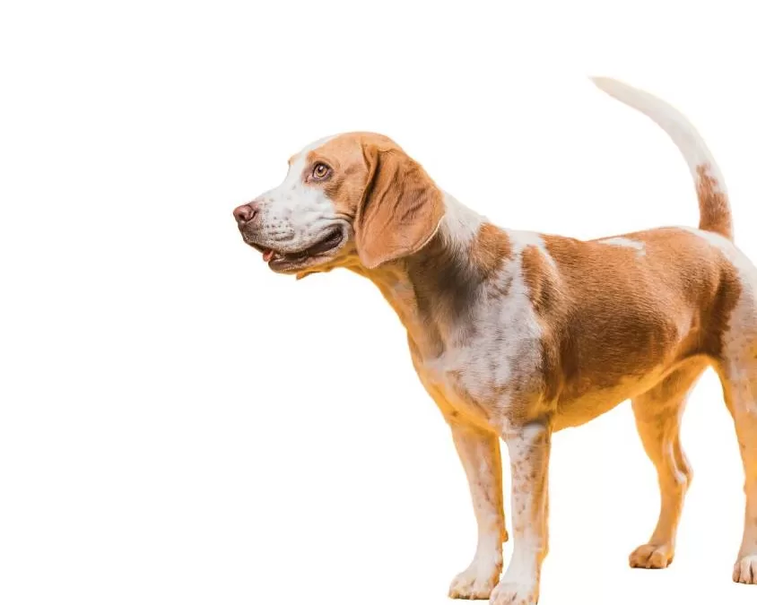 How to Treat Common Paw Problems in Dogs