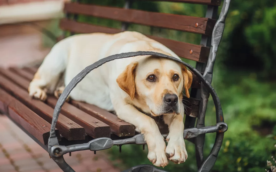 Can PBDEs Harm Your Pet?