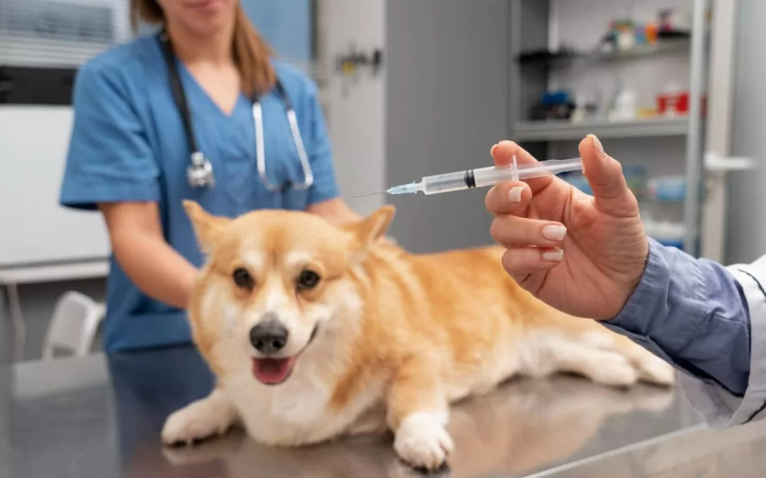 September Newsletter: The Importance of Core Vaccines for Dogs